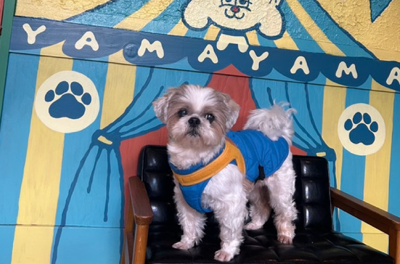 京都と滋賀の間、比叡山のふもとで愛犬と楽しむ!大自然ドッグラン&カフェ「やまやまぱーく」|撮影